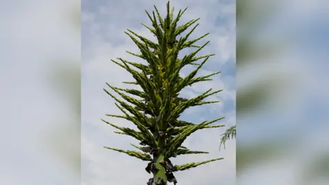 The top of the plant's flowering spike, showing long, pale green "branches" radiating from the top of the thicker, pale green "trunk"