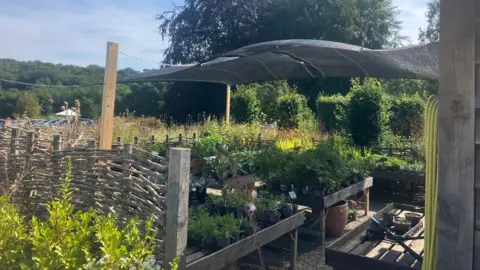 Elizabeth Baines / BBC A garden with a linen canopy shading plants from the sun