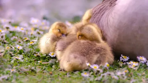 Nikki Collins Three yellow ducklings cosy up to a larger duck. They are huddled on a field of small daisies.