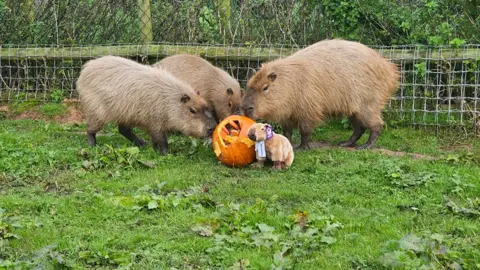 Hoo Zoo and Dinosaur World Cinnamon and her family inspect their pumpkin birthday cake they have been given in their enclosure