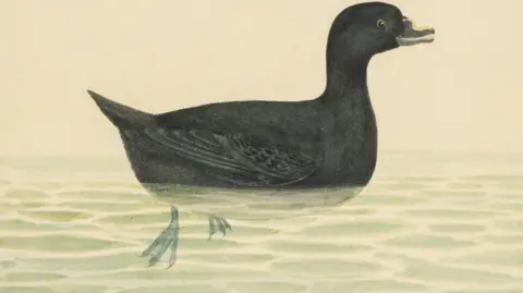 A watercolor painting of a large black bird on the water