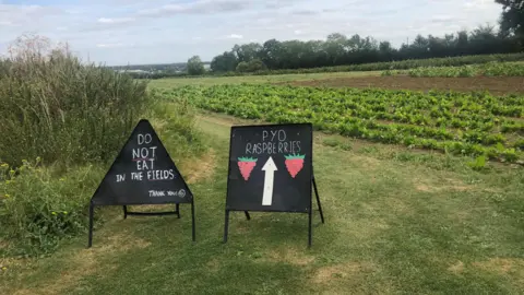 John Devine/BBC Signs at the pick-your-own farm near Peterborough saying "do not eat in the fields"