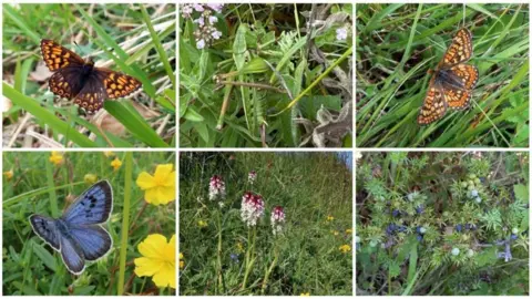 Royal Entomological Society From top left to bottom right, six images spliced together show the Duke of Burgundy butterfly; Wart-biter cricket; Marsh fritillary butterfly; Large blue butterfly; Burnt-tip orchid; juniper.