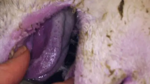 A close-up picture of a sheep's tongue in its mouth. It has turned a blue/purple colour.