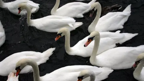 BBC A group of swans