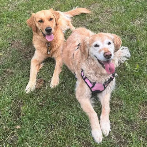 Trudy Sherwood Two dogs lying down on grass looking happy with tongues out