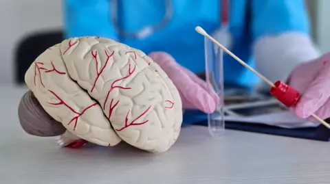 Getty Images A close-up image of a replica of a white brain with red veins in front of two hands wearing pink latex gloves holding a swab and a plastic tube. 