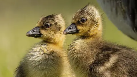 ducks