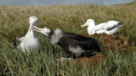 Professor Richard Phillips An albatross chick, which is black and grey and fluffy, pecks at an adult bird, which is large and white, with another adult in the background