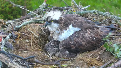 Dyfi Osprey Centre osprey perched in nest nearby chicks
