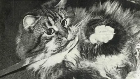 Tabby Cat