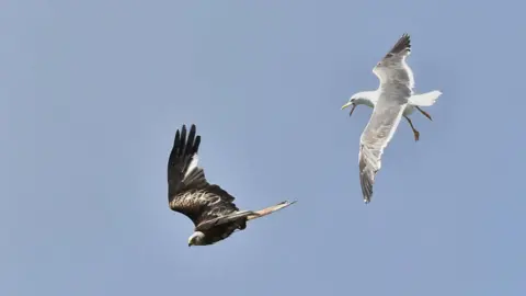 A red kite soaring down while a gull flies above it. It looks like the gull is chasing the red kite away in a bright blue sky.