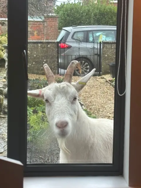 An inquisitive goat looks through a downstairs window at the person taking the photo. A gravel path can be seen in the background.