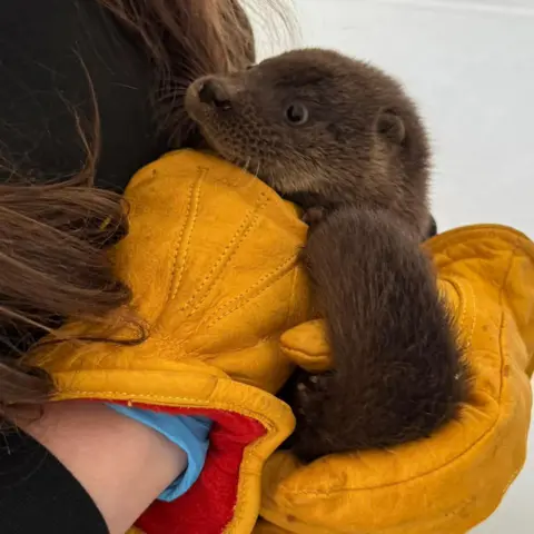 Karen Watson A baby otter, being held in gloved hands. The gloves are a yellow/burnt orange shade. You cannot see the face of the person holding the otter.