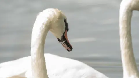 Two white swans on water. One can be seen with a small, plastic ring, around its orange beak. 