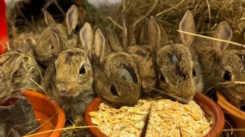 Six small rabbits in straw, clustered around a brown bowl filled with food