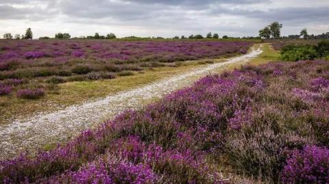 Lots of purple heather either side of a track working its way up a slight incline to a tree-lined horizon