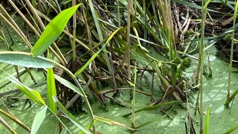 A thick layer of algae has covered the water, while reeds, which have brown bases and brown tops, grow from the river.