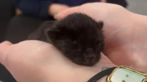 Image of a black kitten being held in someones hands