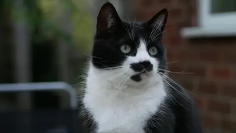 BBC A black and white cat, Spud, looks off from the camera with the blurred out brick wall of a house and a railing behind him.