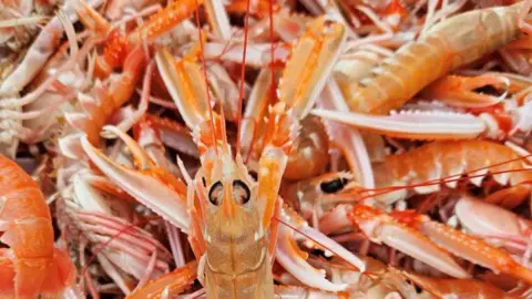 DAVID BEARD A close up langoustines. 