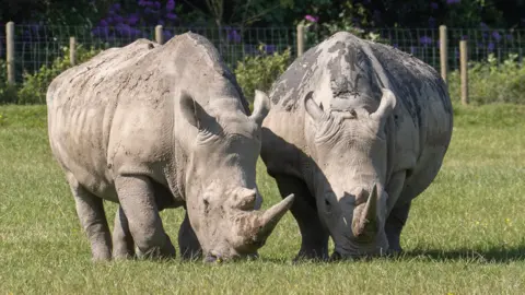 Knowsley Safari Two white rhinos eating grass in a field.