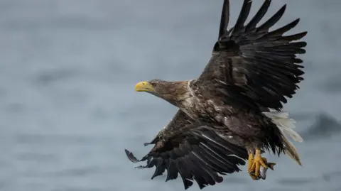 A White-tailed Eagle is flying above water. It has brown body with a pale head, a grey neck and white tail feathers. Its broad wings are open wide. Its chunky beak and tangling feet are yellow. The bird seems to have a fish in between its two feet. 
