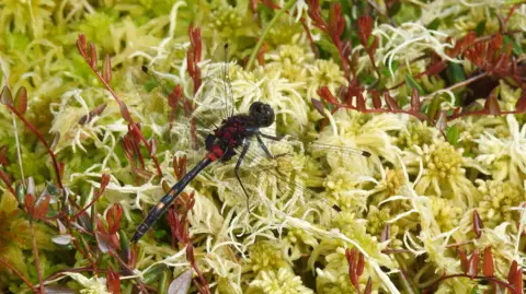 Ian Preston A red and black white-faced darter dragonfly sits on sphagnum moss