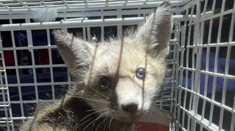 Leicestershire Fire and Rescue An image of a fox cub in a cage.
