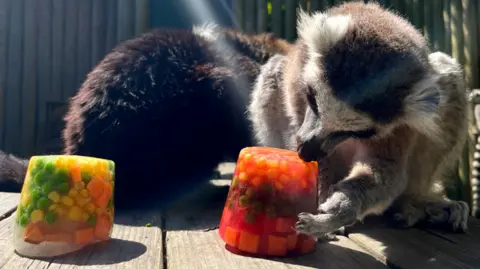 A lemur eats an ice lolly made out of frozen vegetables at a zoo.