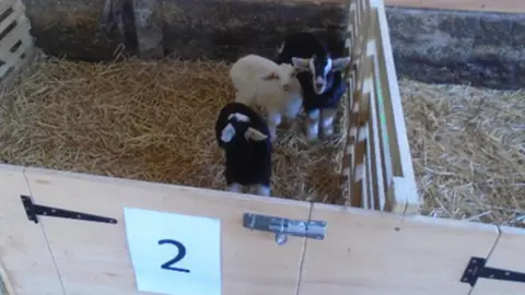 HSE Goat kids and lambs in a straw-filled pen in a barn at Hazelgrove Farm