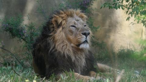 Bhanu,  an Asiatic lion