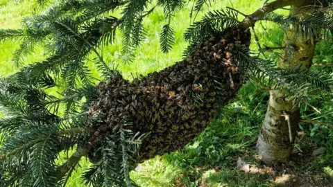 John Adams A swarm of bees around the branch of a pine tree.
