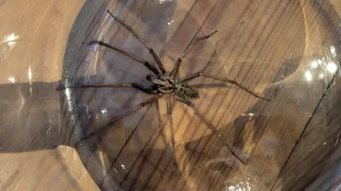 Tracey  Brown-coloured spider on a table covered over by glass jug