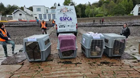 GSPCA Seal pups in cages on beach about to be released