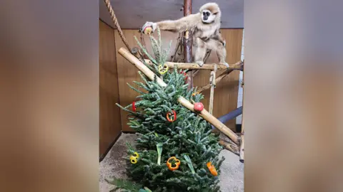 Hamerton Zoo Park A light brown gibbon called Franco stands on the frame of a wooden climbing frame next to a 2m (6ft) high Christmas tree in his enclosure. The tree is decorated with sliced red, orange and yellow peppers and some red apples that look a bit  like bauble decorations.