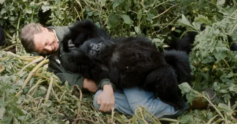 John Sparks / Nature Picture Library via Netflix David Attenborough laughs as a gorilla sits on him in the jungle in a still from the original show.