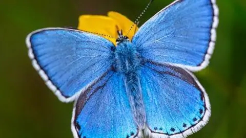 Getty An image of a Chalk Hill Blues butterfly. It is a lovely bright blue colour with a white rim around the edge of its wings. 