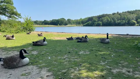 George Carden/BBC Ten geese sit on grass next to the water's edge of Tilgate Lake which is also surrounded by trees.