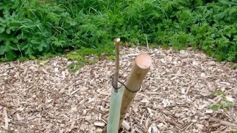 A close up of the damaged sapling. It has been pruned by The Park's Trust.