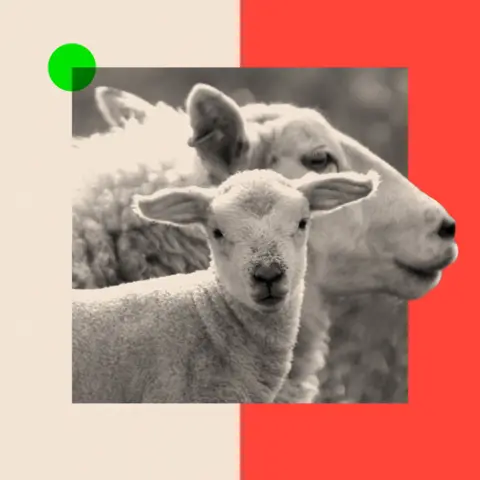 BBC A black-and-white image showing a lamb with its mother behind it. The image has a red background and a green dot
