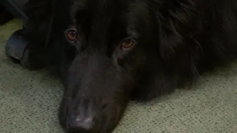 Chief, a black German Shepherd with brown eyes. He is lying on the floor with his chin on the ground. The image is a close up of his face