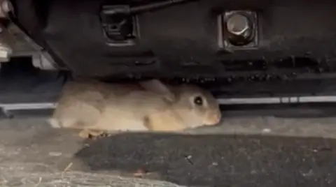 Rabbit under car