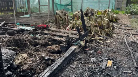 Clare Worden/BBC Damage to plants and produce at an allotments from a fire. Wood on the plots has been left charred and damaged.