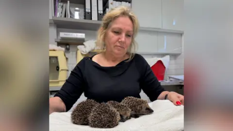 Harper Asprey Wildlife Rescue Anne Brummer caring for some hedgehogs.