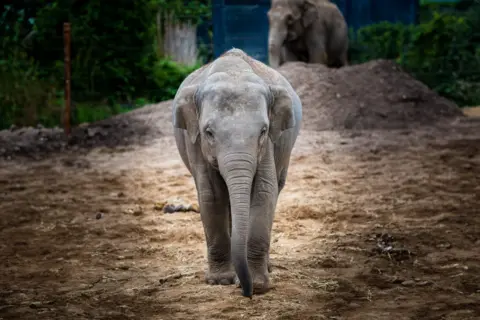 Dublin Zoo Avani the Asian elephant at Dublin Zoo standing on bark with another elephant in the background