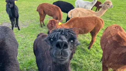 A herd of black, brown and grey alpacas in a field, with one looking at the camera