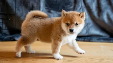 Woodgreen A side view of a small, fluffy puppy as it walks across a wooden floor. It is ginger and white.