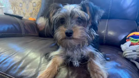 BBC/Mick Lunney Black and brown Yorkshire terrier sat on a brown leather sofa 