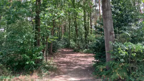 Emily Coady-Stemp/BBC A woodland with a mud path running through it.